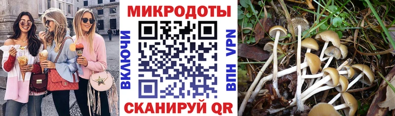 Галлюциногенные грибы Psilocybe  как найти закладки  omg ССЫЛКА  Новозыбков 